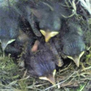Dans le nid, les oisillons d'abord sans plumes