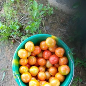 De belles tomates