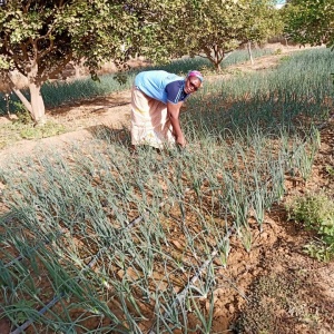 Elisabeth au potager