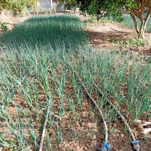 L'irrigation au goutte à goutte