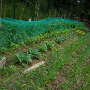 Haricots, salades, choux, pommes de terre…