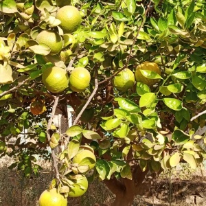Les Tangelos, fruits du verger