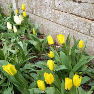 Les tulipes ensoleillées