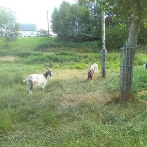 Le domaine des biquettes et moutons