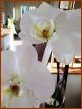 Fleurs de fête… Fleurs de fête…