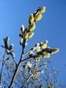 Bourgeons annonçant le printemps. Bourgeons annonçant le printemps.