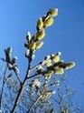 Bourgeons annonçant le printemps.